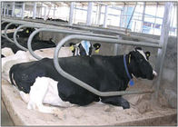 Einzelne Reihen-Art galvanisierte Kuh-freien Stall für schwangere Färse/Vieh