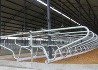 Heiß - galvanisierte einzelne Reihen-Art Stahlbohrrohrklemme-Kuh klemmen frei für junge Kuh fest
