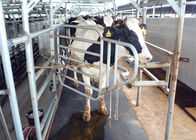 Halten Sie mäßige Melkmaschine-Reserven-Gummimatte für die Kuh-Stellung aus