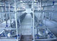 Automatisches paralleles Fischgrätenmuster-Melkwohnzimmer für Milch-Kühe, Ziegen, Schafe