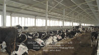 Einzelne Reihen-Art Kuh, die Stall mit heißem galvanisiertem Stahlrohr milk