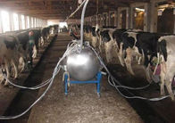 Leiten Sie Kuh-/Ziegen-Melkwohnzimmer mit einem Milchtransporte-Rohr durch Rohre