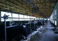 Leiten Sie Kuh-/Ziegen-Melkwohnzimmer mit einem Milchtransporte-Rohr durch Rohre